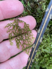 Hymenophyllum