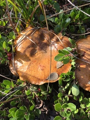 Suillus brevipes