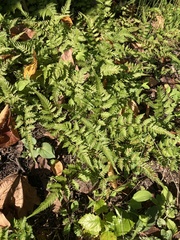 Athyrium niponicum