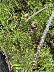 Hymenophyllum