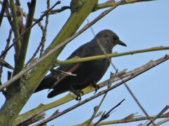 Onychognathus morio morio