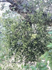 Phoradendron villosum