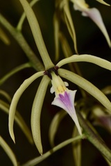 Prosthechea ionocentra