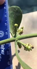 Phoradendron villosum