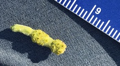 Phoradendron villosum