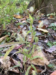 Setaria