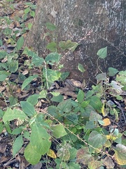 Persicaria filiformis