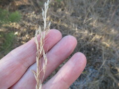 Achnatherum sibiricum