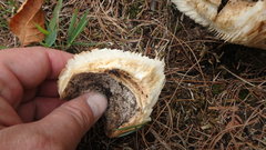 Russula adusta