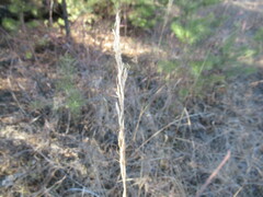 Achnatherum sibiricum