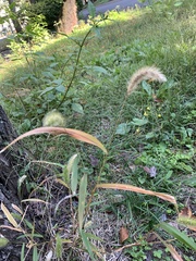 Setaria