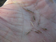 Achnatherum sibiricum
