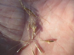 Achnatherum sibiricum