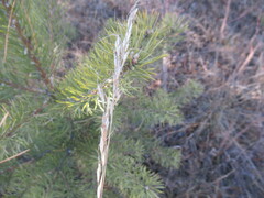 Achnatherum sibiricum