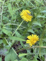 Taraxacum officinale