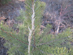 Achnatherum sibiricum