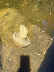 Catostylus