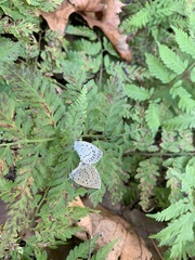Pseudozizeeria maha