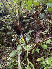 Calyptospora columnaris