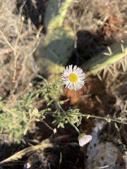 Erigeron divergens