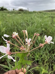 Pelargonium luridum