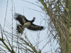 Bycanistes bucinator