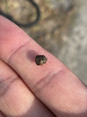 Megacopta punctatissima