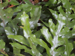 Microsorum pustulatum pustulatum