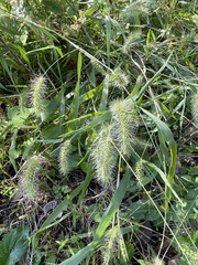 Setaria