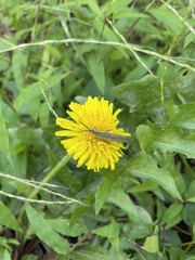 Atractomorpha lata