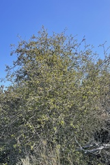 Quercus dumosa