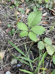 Causonis japonica