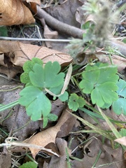 Magnoliopsida