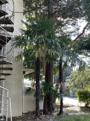 Trachycarpus fortunei