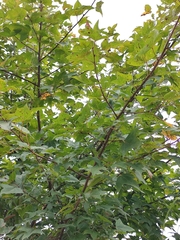 Liquidambar formosana