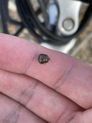 Megacopta punctatissima