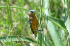 Sporophila hypoxantha
