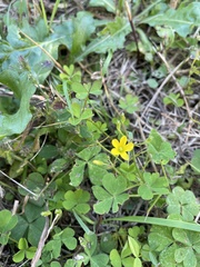 Oxalis corniculata
