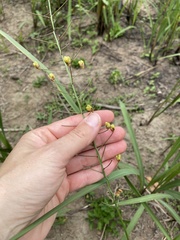Eriospermum