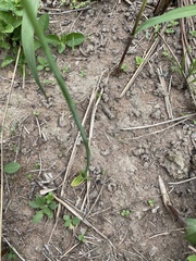 Eriospermum