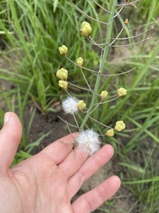 Eriospermum