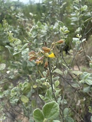 Rhynchosia nitens