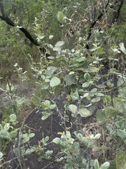 Rhynchosia nitens