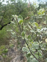 Rhynchosia nitens