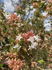 Abelia × grandiflora
