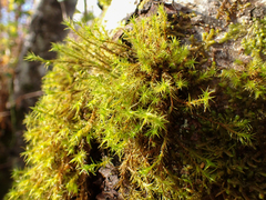 Orthotrichaceae