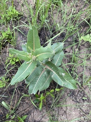 Xysmalobium