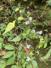 Strobilanthes flexicaulis