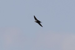 Cheramoeca leucosterna