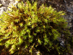 Orthotrichaceae
